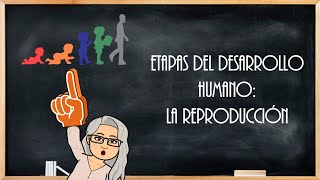 Etapas del desarrollo humano [upl. by Campagna]