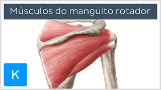 Anatomia do manguito rotador músculos  Anatomia Humana  Kenhub [upl. by Aihsram998]