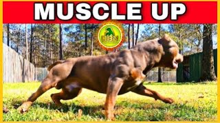 Yard Workouts that Transform Your Dogs Physique [upl. by Pestana]