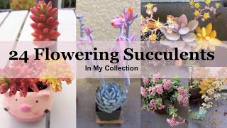 24 Flowering Succulents with Identification In My Collection [upl. by Ginger]