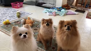 Pomeranian puppies are barking for treats Cute and adorable [upl. by Aimit]