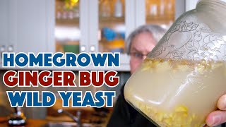 REAL Ginger BEER  Homegrown Wild Yeast Ginger Bug [upl. by Atsira352]