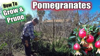 How To Grow amp Prune A Pomegranate Tree  Complete Step By Step Guide [upl. by Aved]