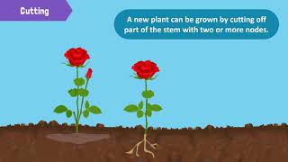 Types of Reproduction in Plants [upl. by Vel601]