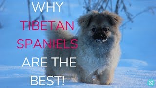 Why Tibetan Spaniels Are The Best [upl. by Eceinej854]