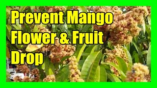 Prevent Mango Flowers From Falling Mango Flower Drop Treatment and Management [upl. by Ydner]