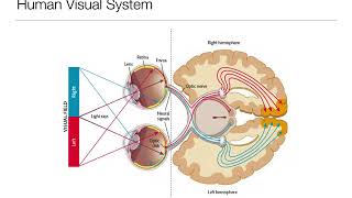 Introduction to Psychology 33 Sensation and Perception Vision [upl. by Amsirahc]