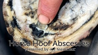 Horse Hoof Abscesses [upl. by Eiramalegna]