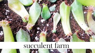 How To Propagate Succulents Like A BOSS [upl. by Philcox433]