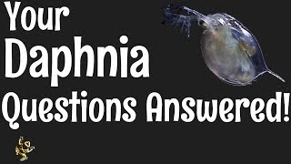 Daphnia Questions Answered [upl. by Bray938]