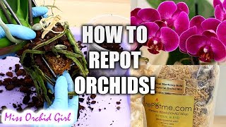 Orchid Care for Beginners  How to repot Phalaenopsis Orchids [upl. by Myo]