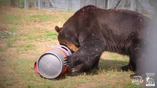 Brown Bear Rescue from Japan to Yorkshire Wildlife Park  Short Film [upl. by Laehctim]