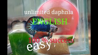 daphnia moina culture Easy way Unlimited production English  with sub Green water Chlorella [upl. by Allistir]