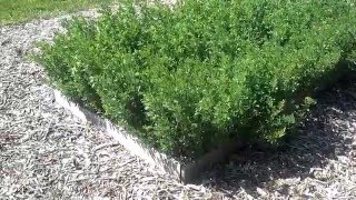 Growing Alfalfa for the Backyard Grower [upl. by Burk953]