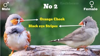 Differences Between Males and Female Zebra Finches Gender identification of zebra finches [upl. by Shaine174]