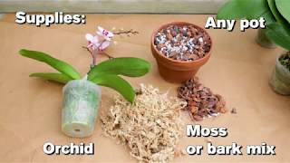 How to Repot an Orchid [upl. by Verner]