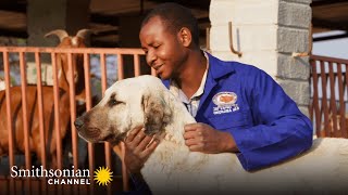 This Anatolian Guard Dog Protects Both Livestock amp Predators  Smithsonian Channel [upl. by Merola260]