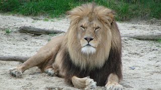 LIONS in India  Wildlife Documentary HD [upl. by Rramel331]