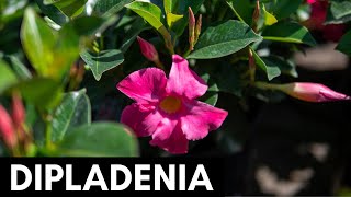 Dipladenia [upl. by Kaule]