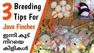 Java Finches Breeding Tips  Java Sparrow  Finches Bird Malayalam  My Pet Plant [upl. by Ashlen344]