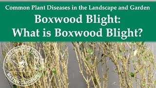 What is Boxwood Blight [upl. by Nirrat]