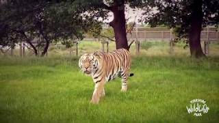 Yorkshire Wildlife Park from Above a Virtual Safari from the Sky [upl. by Terese]