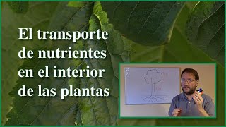 Transporte de nutrientes en las plantas [upl. by Eimmot]