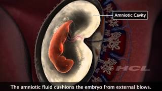 HCL Learning  Embryonic Development in Humans [upl. by Lindahl860]