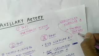 Axillary Artery Branches  Upper Limb Anatomy  TCML [upl. by Yesiad980]