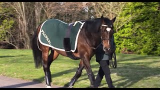 Juddmonte Farms  Behind The Scenes with Frankel and Kingman [upl. by Sallie926]