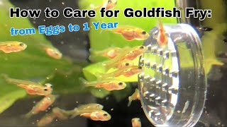 How to care for Goldfish Fry from Eggs to 1 Year [upl. by Mailli]