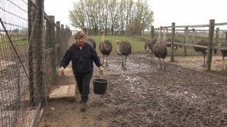 Ostrich Farmer Helen Wall Alden Iowa [upl. by Olbap]