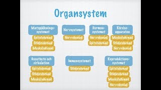 Vävnader organ och organsystem [upl. by Einaffyt]