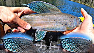 Catching BIG ARCTIC GRAYLING in Colorado [upl. by Bibby]