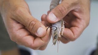 How To RIG LIVE SHRIMP Under A Popping Cork For Redfish Trout amp Snook [upl. by Winser279]