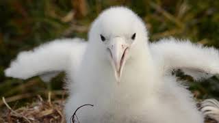 Gough Island Albatrosseating Mice [upl. by Yenffad350]