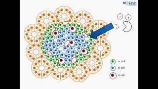 Pathophysiology of Type 1 Diabetes [upl. by Ellehcim]