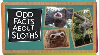 Odd Facts About Sloths [upl. by Pincas]