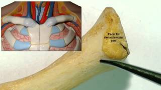 Osteology of the clavicle [upl. by Imuyam215]