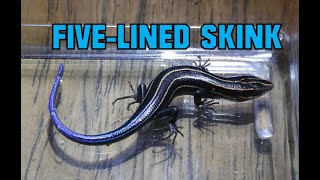 FiveLined Skink PART ONE [upl. by Negam]