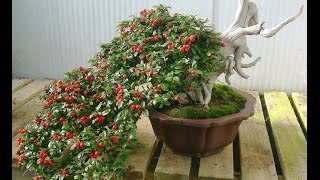 Cotoneaster Bonsai [upl. by Feliks]