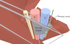 3D Tour of the Femoral Triangle [upl. by Eido]