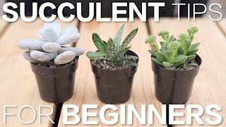 Succulent Tips for Beginners  Garden Answer [upl. by Gans941]