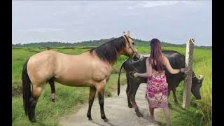 My sister training care her lovely horse in beginner 2021 [upl. by Atekin]