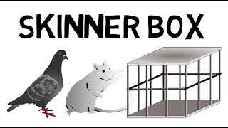 Das Skinner Box Experiment leicht erklärt [upl. by Ellerahs874]