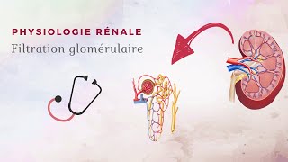 Physiologie rénale  Filtration glomérulaire [upl. by Aihsakal]