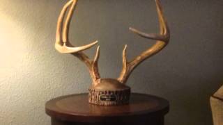 Deer Antler Mounting Kit from BUCKSTUMPS  Whitetail and More [upl. by Navak]