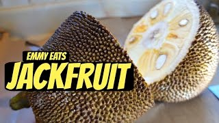 Tasting Jackfruit amp How to Open It [upl. by Nnylyma]