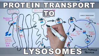 Lysosomal Protein Targeting [upl. by Nehgam]