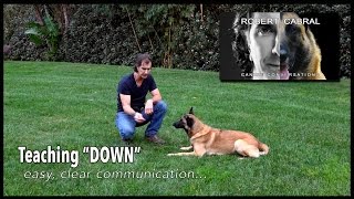 The DOWN Command  Robert Cabral Dog Training 15 [upl. by Wohlen]